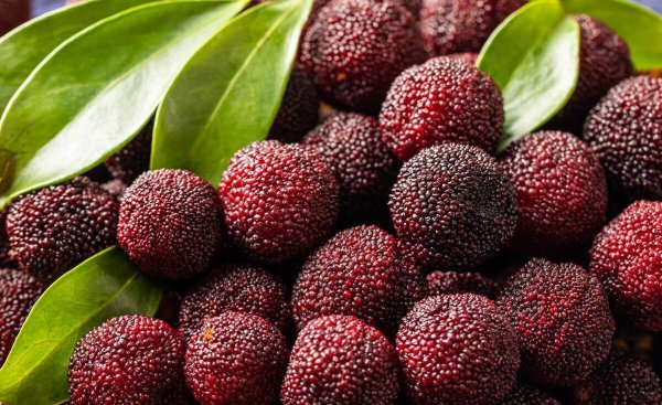 6月份吃什么水果的季节