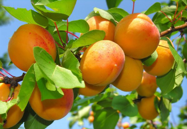 6月份吃什么水果的季节