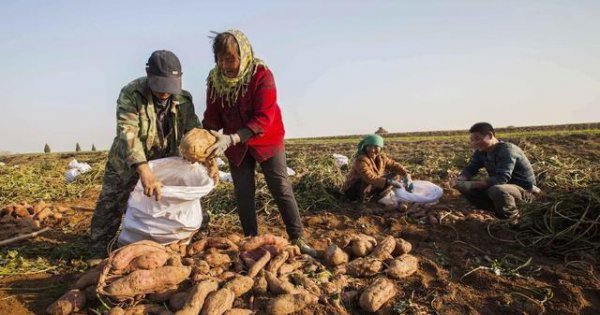 红薯一般在几月份成熟