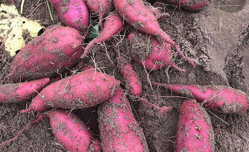 红薯一般在几月份成熟