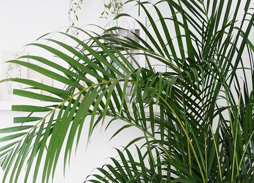 散尾葵叶子发黄发干如何补救怎么办