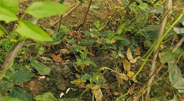 豆角幼苗叶子发黄是什么原因