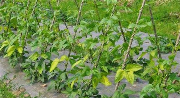 豆角幼苗叶子发黄是什么原因