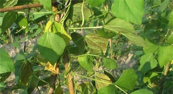 豆角幼苗叶子发黄是什么原因