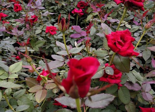 月季开花少怎么办