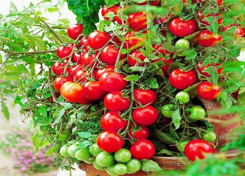 圣女果能放冰箱吗