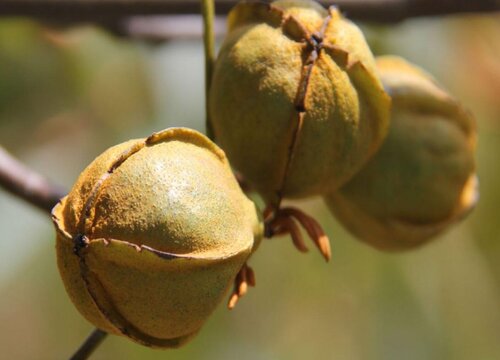 核桃果期有多久