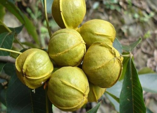 核桃果期有多久