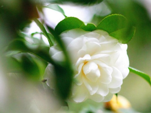 春天养茶花如何施肥花量翻一翻