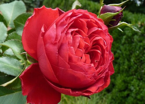 春天养茶花如何施肥花量翻一翻