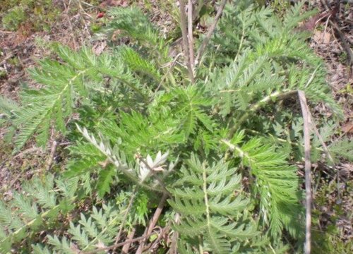 林下种植什么药材好
