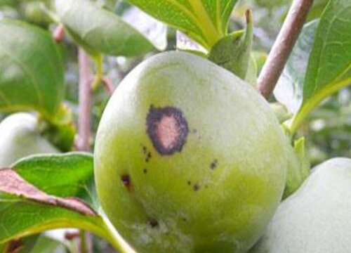 柿子炭疽病的发病原因及治疗方法