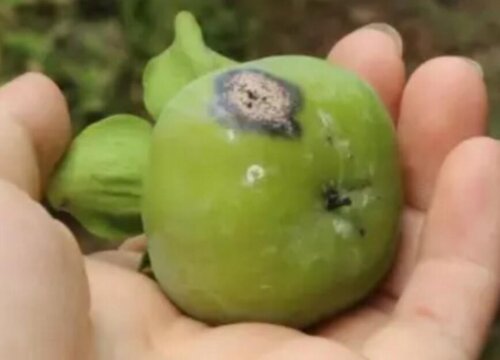柿子炭疽病的发病原因及治疗方法