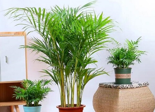 盆栽凤尾怎么养护一年长爆盆