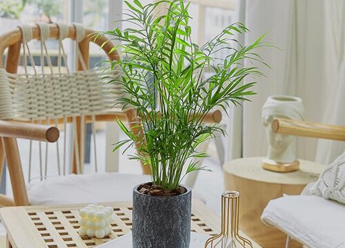 盆栽凤尾怎么养护一年长爆盆