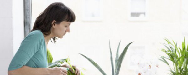 店铺放什么植物旺财