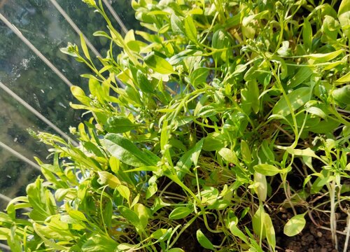 凉拌蔬菜有哪些种类