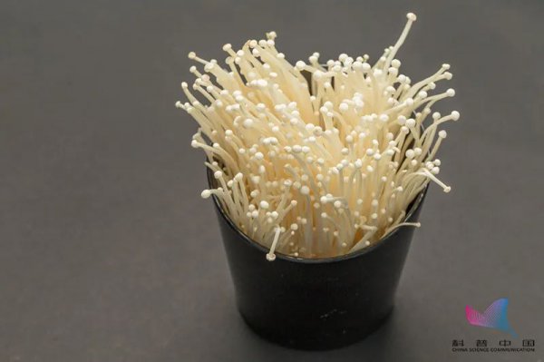 金针菇seeyoutomorrow什么梗