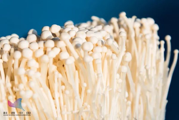 金针菇seeyoutomorrow什么梗