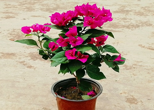 三角梅花谢以后怎样管理