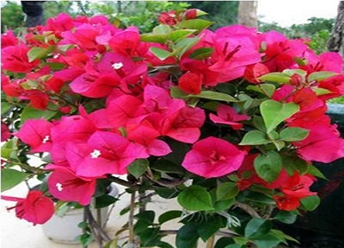 三角梅花谢以后怎样管理