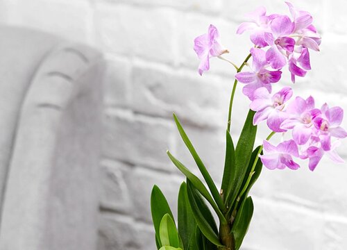 怎么知道石斛兰该浇水了