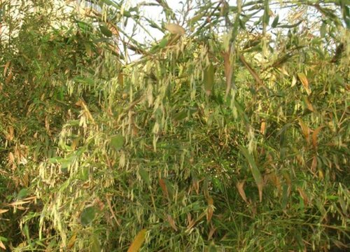 竹子花期是什么时候