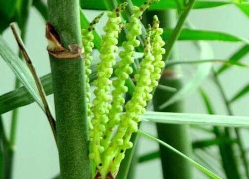 竹子花期是什么时候