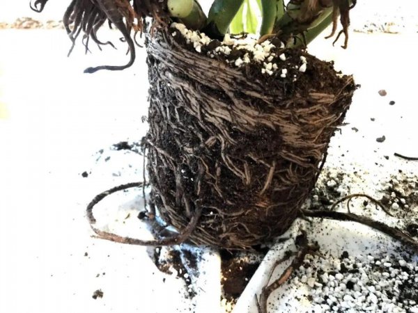 根腐病是什么原因引起的