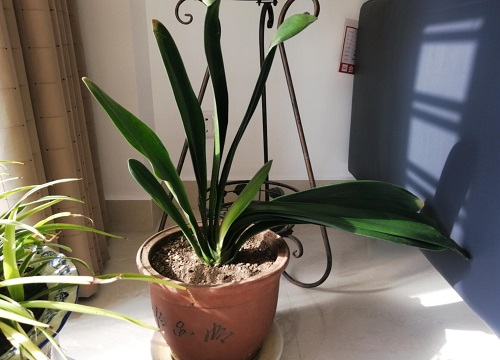 君子兰长花箭后如何养护顺利开花