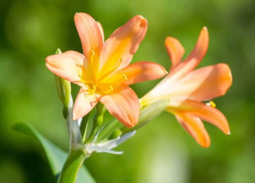 君子兰长花箭后如何养护顺利开花