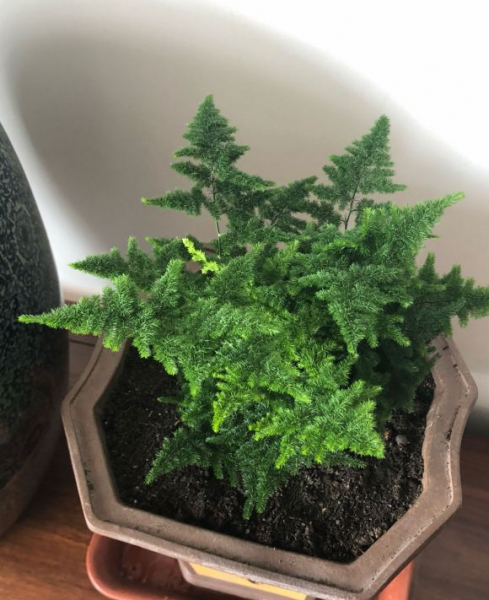 云竹和文竹的区别在哪里