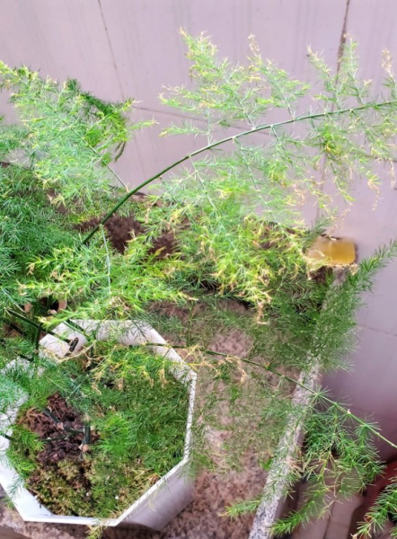 云竹和文竹的区别在哪里