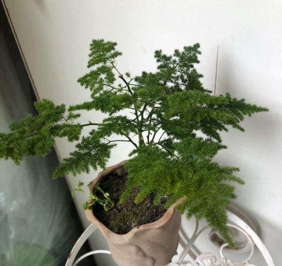 云竹和文竹的区别在哪里