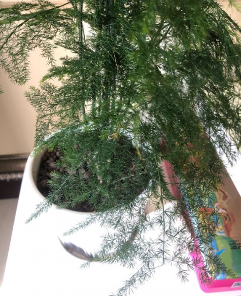 云竹和文竹的区别在哪里