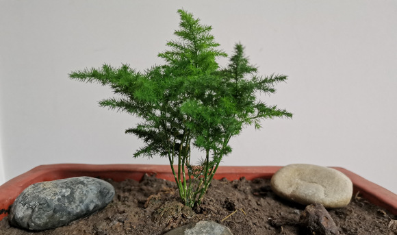 云竹和文竹的区别在哪里