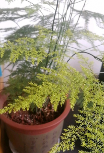 云竹和文竹的区别在哪里