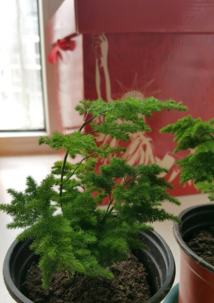 云竹和文竹的区别在哪里