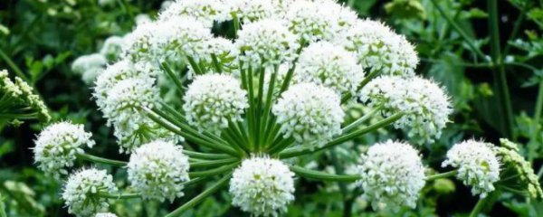 白芷施肥方法和注意事项