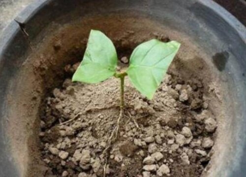 茉莉花如何扦插成活率高