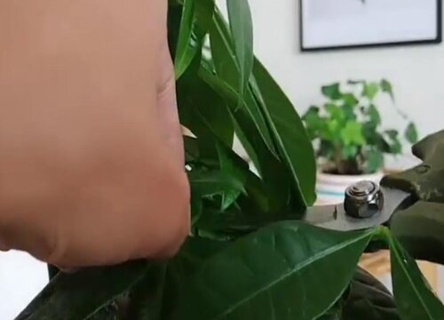 发财树夏天可以剪枝吗