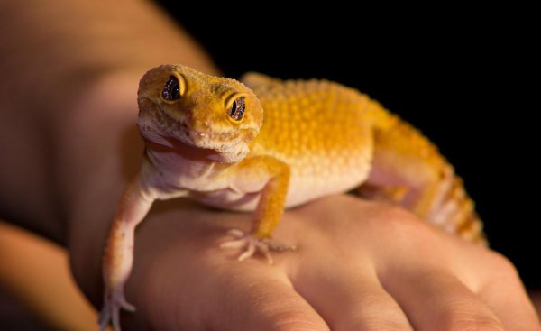 蜥蜴是爬行动物吗