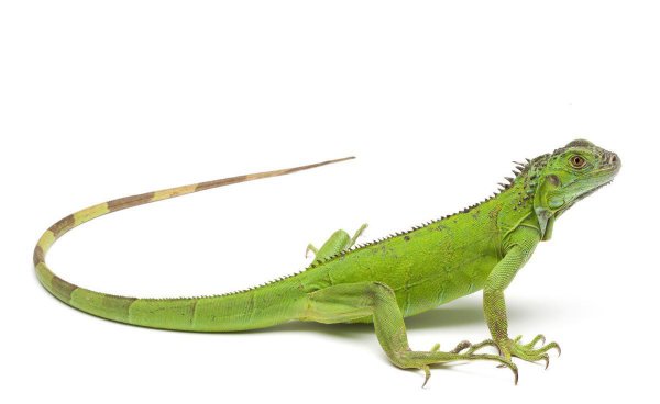 蜥蜴是爬行动物吗