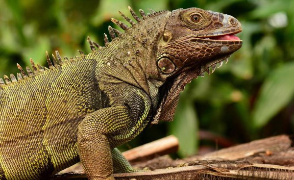 蜥蜴是爬行动物吗