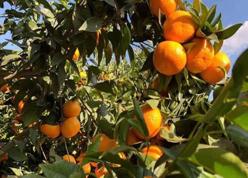 橘子放了两三个月还没坏