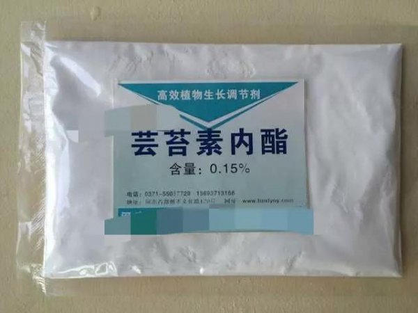 芸苔素喷玉米真的能增产吗