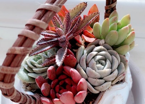 肉肉什么时候换盆合适