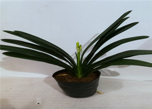 君子兰新叶细小如何处理