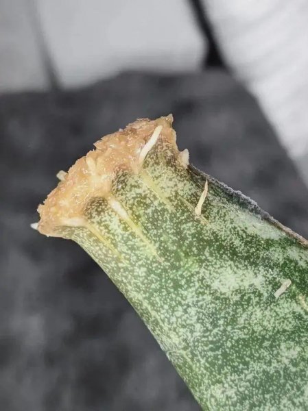 陶粒的作用和特点是什么意思