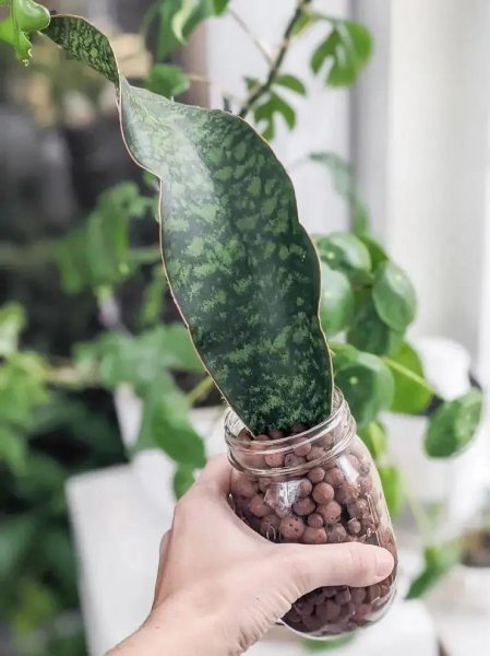 陶粒的作用和特点是什么意思